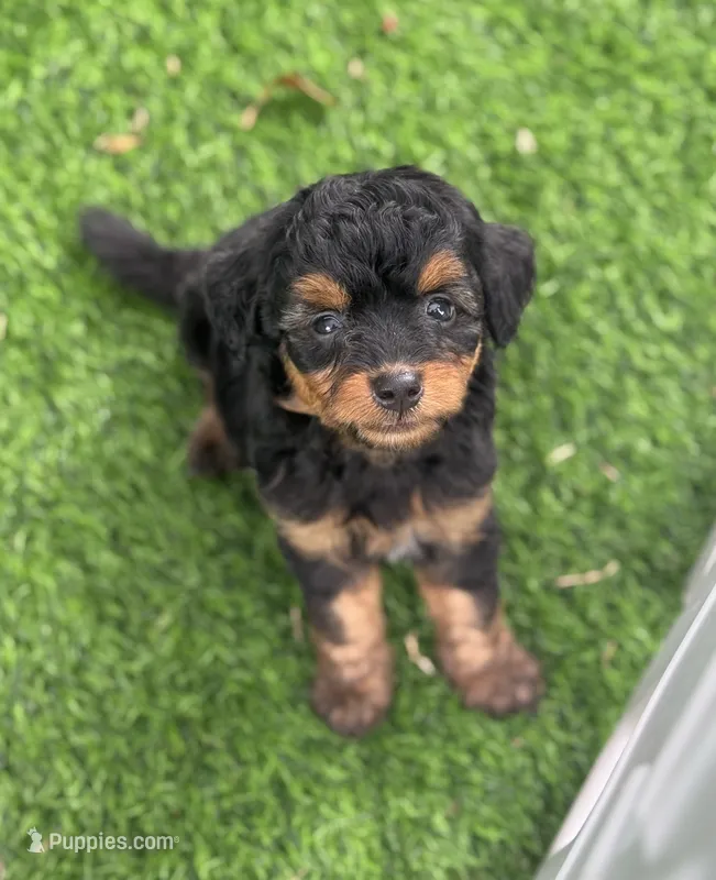 Maple.  Parents health tested  – Miniature Aussiedoodle puppy for sale in Tampa, FL