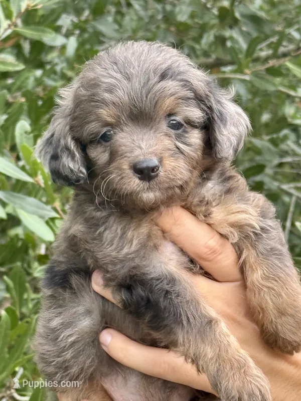 Tucker – Miniature Aussiedoodle puppy for sale in Tampa, FL