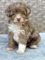 Teddy chocolate Merle, a male Miniature Aussiedoodle for sale in Tampa, FL – 3 of 6