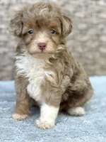 Teddy chocolate Merle, a male Miniature Aussiedoodle for sale in Tampa, FL – 6 of 6