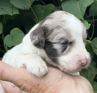 Hazel. “ regular size” chocolate Merle, a female Cockapoo for sale in Sun City Center, FL – 2 of 10