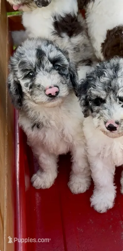 Bluebell. – Cockapoo puppy for sale in Ruskin, FL