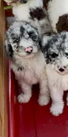 Bluebell., a female Cockapoo for sale in Ruskin, FL – 1 of 10