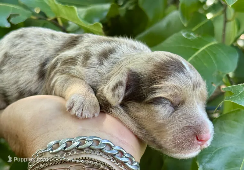 Maple Chocolate Merle – Cockapoo puppy for sale in Tampa, FL
