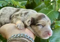 Maple Chocolate Merle, a male Cockapoo for sale in Tampa, FL – 1 of 8