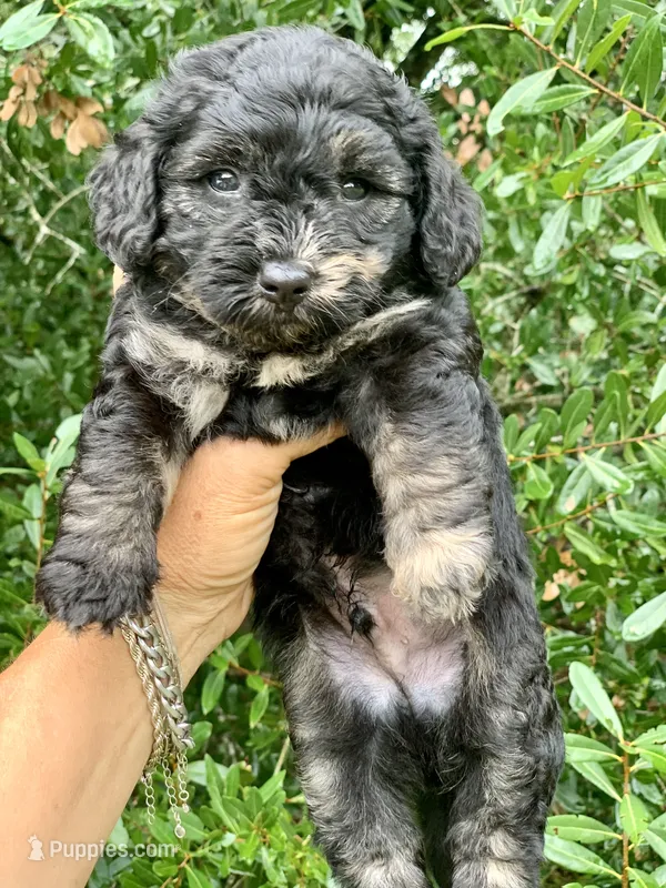 Marble – Chow Chow, Poodle - Toy  puppy for sale in Tampa, FL