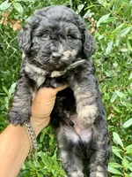 Marble, a male Chow Chow and Poodle - Toy  for sale in Tampa, FL – 6 of 10