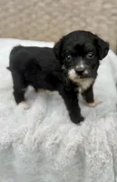 Bear, a male Miniature Aussiedoodle for sale in Tampa, FL – 6 of 10