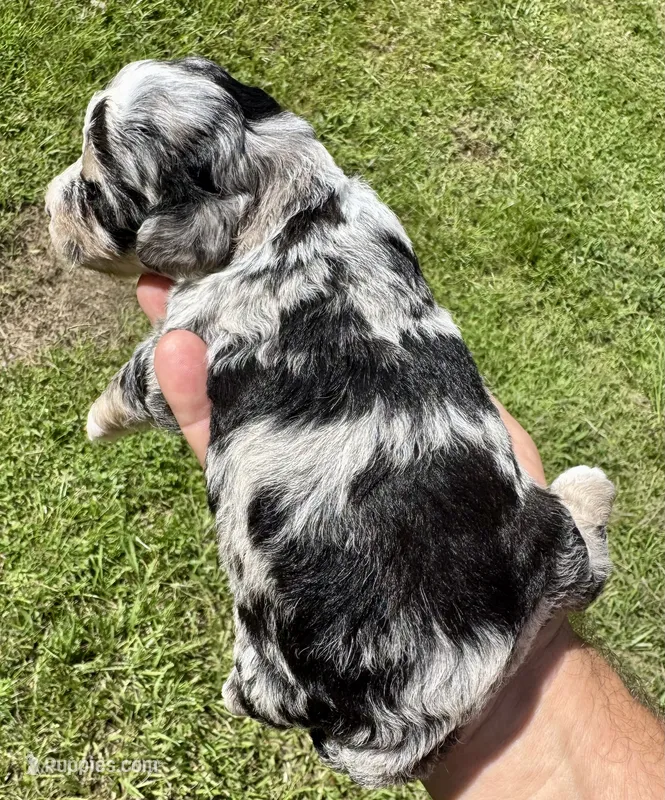 Misty – Poodle - Toy , Morkie puppy for sale in Ruskin, FL