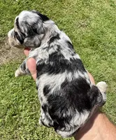 Misty, a female Poodle - Toy  and Morkie for sale in Sun City Center, FL – 3 of 10