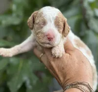 Patsy, a female Cockapoo for sale in Ruskin, FL – 1 of 7