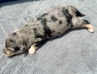 Ruby F1b, a female Miniature Aussiedoodle for sale in Tampa, FL – 3 of 6