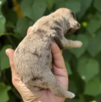 Maple Chocolate Merle, a male Cockapoo for sale in Tampa, FL – 8 of 8