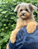 Nova, a female Miniature Aussiedoodle for sale in Tampa, FL – 4 of 4