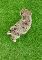 Medium size. Health tested parents, a male Bernedoodle for sale in Tampa, FL – 4 of 4