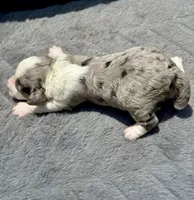 Diamond F1b, a female Miniature Aussiedoodle for sale in Tampa, FL – 4 of 8