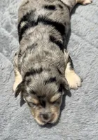Ruby F1b, a female Miniature Aussiedoodle for sale in Tampa, FL – 4 of 6