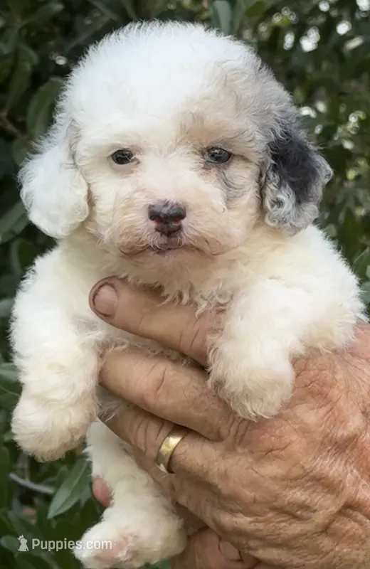 Morkiepoo Blue Merle parti one blue eye – Poodle - Toy , Morkie puppy for sale in Tampa, FL