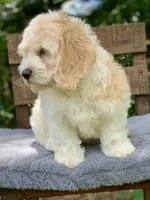 Mini Cockapoo one blue eye, a male Cockapoo for sale in Tampa, FL – Photo 7 of 9