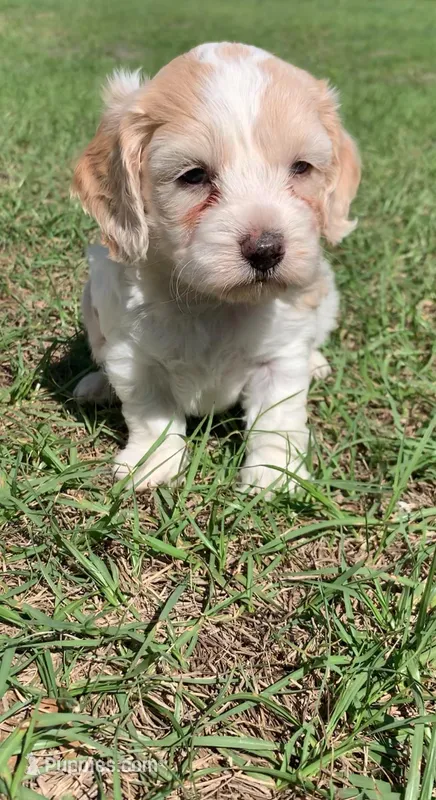 Mini Cockapoo one blue eye – Cockapoo puppy for sale in Tampa, FL