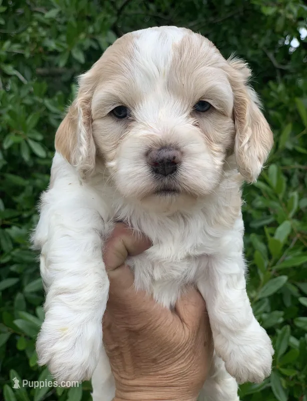 Mini Cockapoo one blue eye – Cockapoo puppy for sale in Tampa, FL