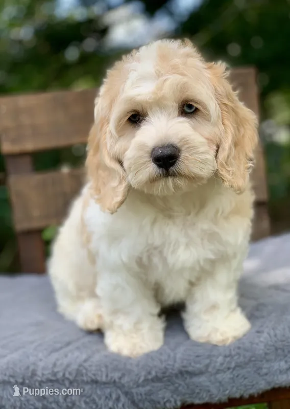 Mini Cockapoo one blue eye – Cockapoo puppy for sale in Tampa, FL