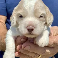 Mini Cockapoo one blue eye, a male Cockapoo for sale in Tampa, FL – Photo 5 of 8