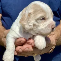 Mini Cockapoo one blue eye, a male Cockapoo for sale in Tampa, FL – Photo 1 of 8