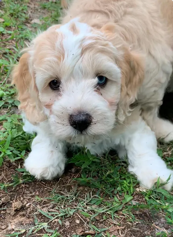 Mini Cockapoo one blue eye – Cockapoo puppy for sale in Tampa, FL