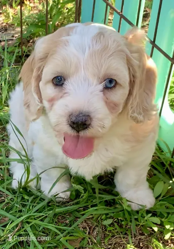 Mini Cockapoo one blue eye – Cockapoo puppy for sale in Tampa, FL