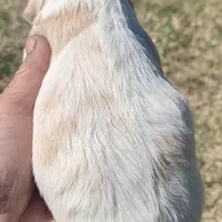 Mini Cockapoo one blue eye, a male Cockapoo for sale in Tampa, FL – Photo 3 of 8