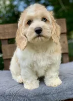 Mini Cockapoo one blue eye, a male Cockapoo for sale in Tampa, FL – Photo 5 of 9