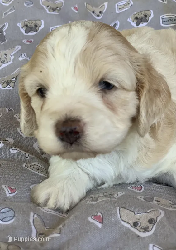 Mini Cockapoo one blue eye – Cockapoo puppy for sale in Tampa, FL