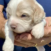 Mini Cockapoo one blue eye, a male Cockapoo for sale in Tampa, FL – Photo 2 of 8