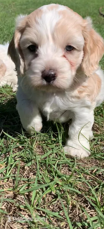 Mini Cockapoo one blue eye – Cockapoo puppy for sale in Tampa, FL