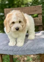 Mini Cockapoo one blue eye, a male Cockapoo for sale in Tampa, FL – Photo 3 of 9