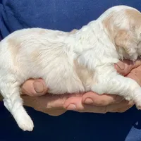 Mini Cockapoo one blue eye, a male Cockapoo for sale in Tampa, FL – Photo 6 of 8