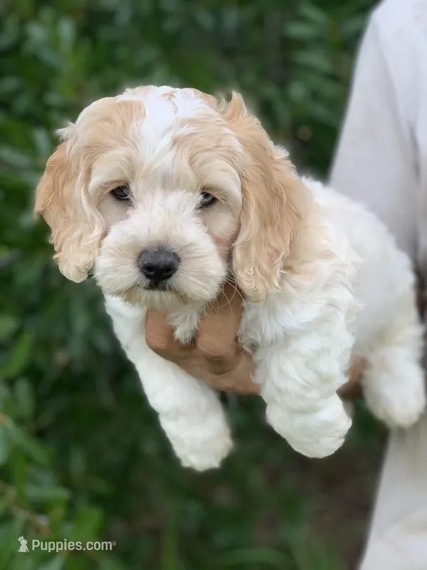 Mini Cockapoo one blue eye – Cockapoo puppy for sale in Tampa, FL