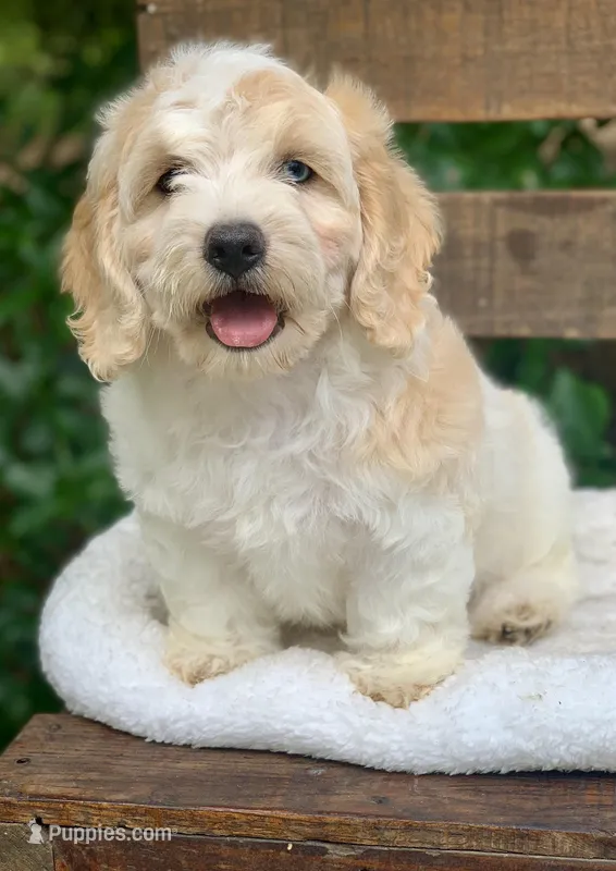 Mini Cockapoo one blue eye – Cockapoo puppy for sale in Tampa, FL