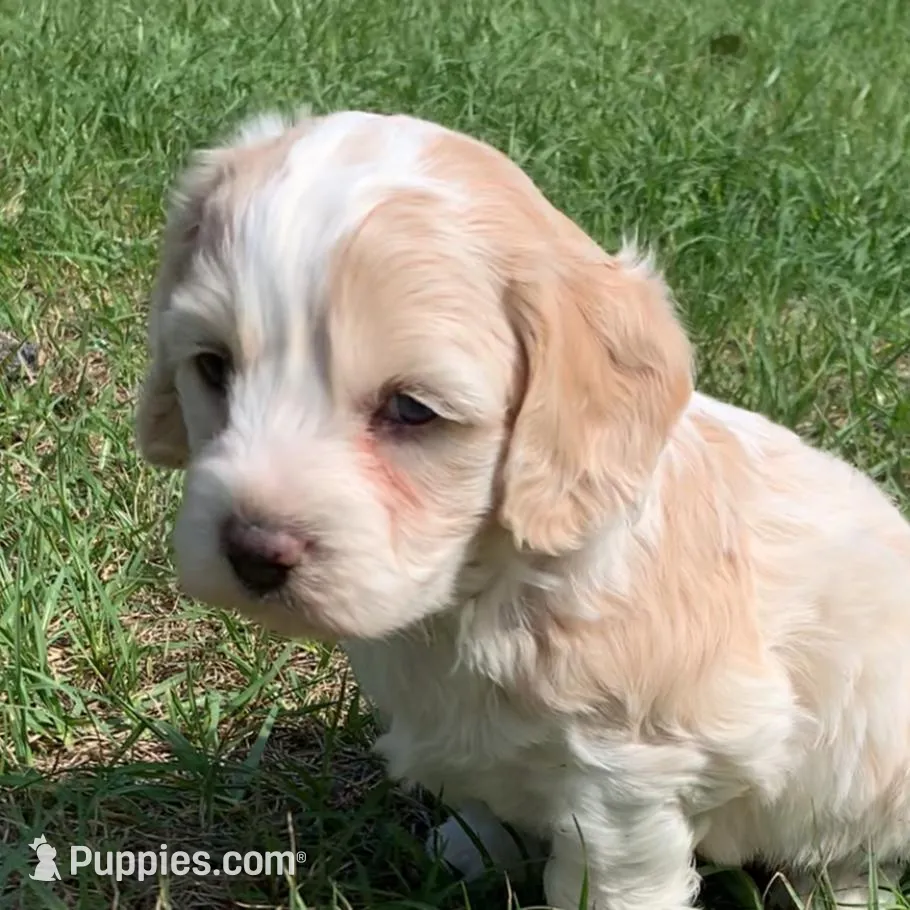 Mini Cockapoo one blue eye – Cockapoo puppy for sale in Tampa, FL