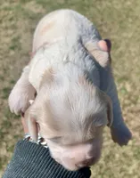Mini Cockapoo, a male Cockapoo for sale in Tampa, FL – Photo 1 of 5