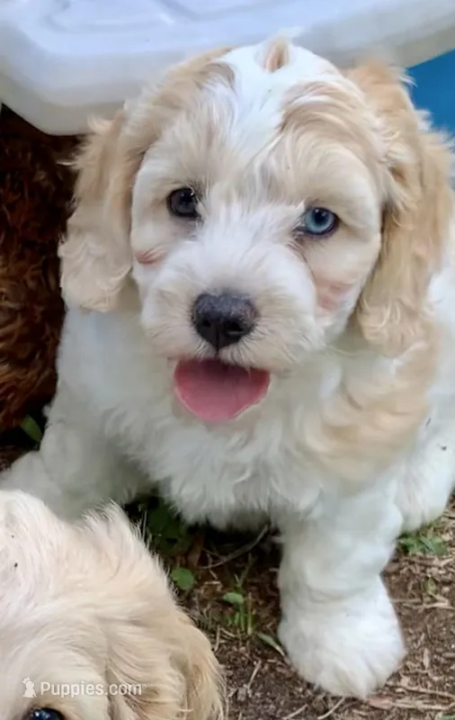 Mini Cockapoo one blue eye – Cockapoo puppy for sale in Tampa, FL