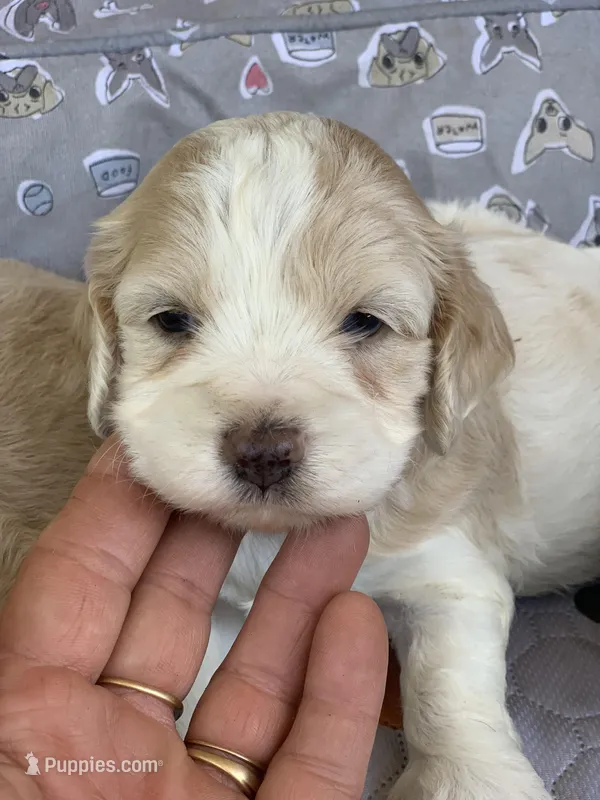Mini Cockapoo one blue eye – Cockapoo puppy for sale in Tampa, FL
