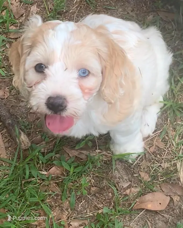 Mini Cockapoo one blue eye – Cockapoo puppy for sale in Tampa, FL