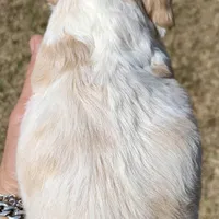 Mini Cockapoo one blue eye, a male Cockapoo for sale in Tampa, FL – Photo 8 of 8