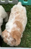 Mini Cockapoo one blue eye, a male Cockapoo for sale in Tampa, FL – Photo 6 of 9
