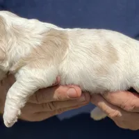 Mini Cockapoo one blue eye, a male Cockapoo for sale in Tampa, FL – Photo 7 of 8