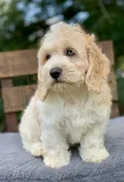 Mini Cockapoo one blue eye, a male Cockapoo for sale in Tampa, FL – Photo 2 of 9