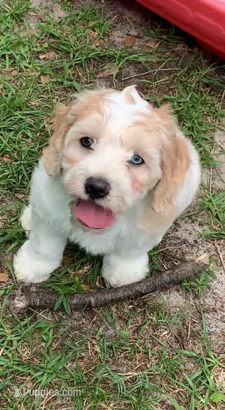 Mini Cockapoo one blue eye – Cockapoo puppy for sale in Tampa, FL