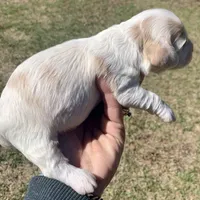 Mini Cockapoo one blue eye, a male Cockapoo for sale in Tampa, FL – Photo 4 of 8